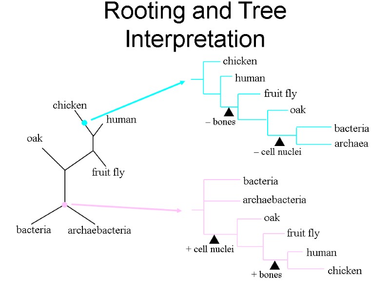 Rooting and Tree Interpretation